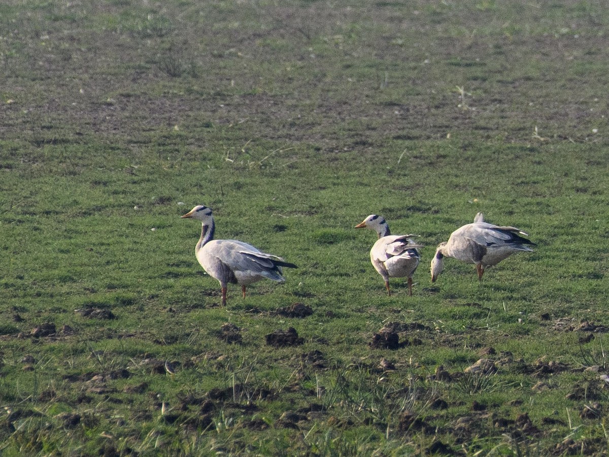 Bar-headed Goose - ML611427553