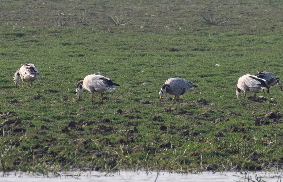 Bar-headed Goose - ML611427556