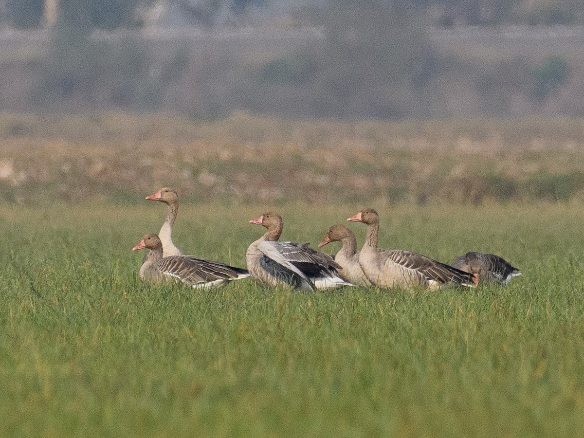 Graylag Goose - ML611427573