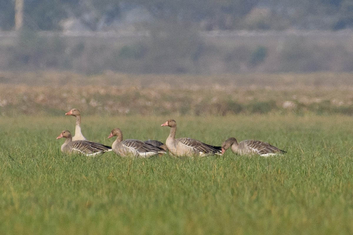 Graylag Goose - ML611427574