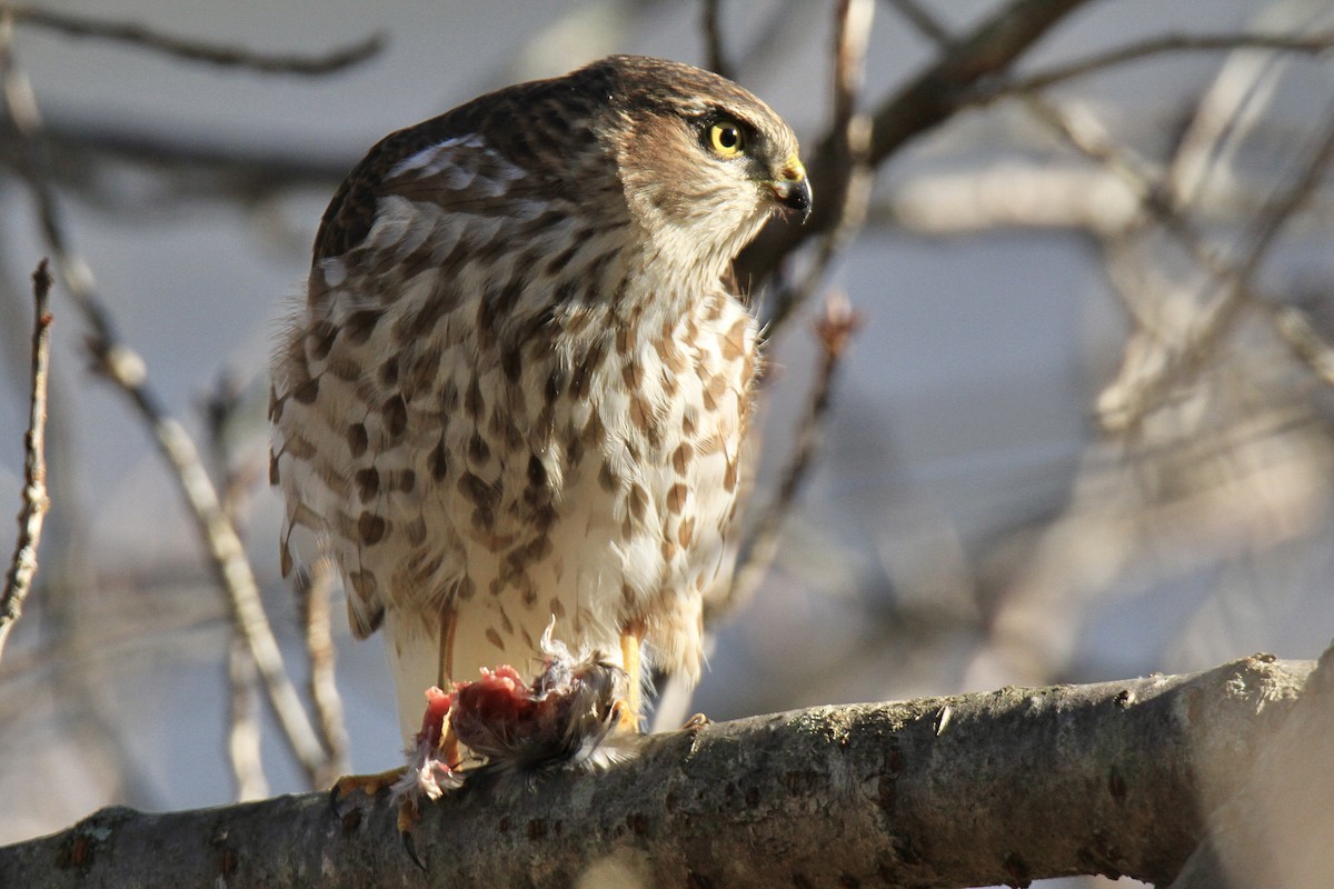 Sharp-shinned Hawk - Evan Knudsen