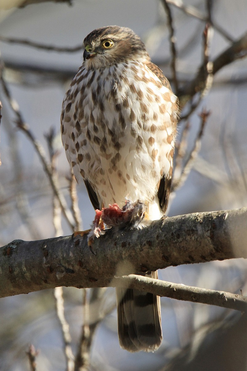 Sharp-shinned Hawk - Evan Knudsen