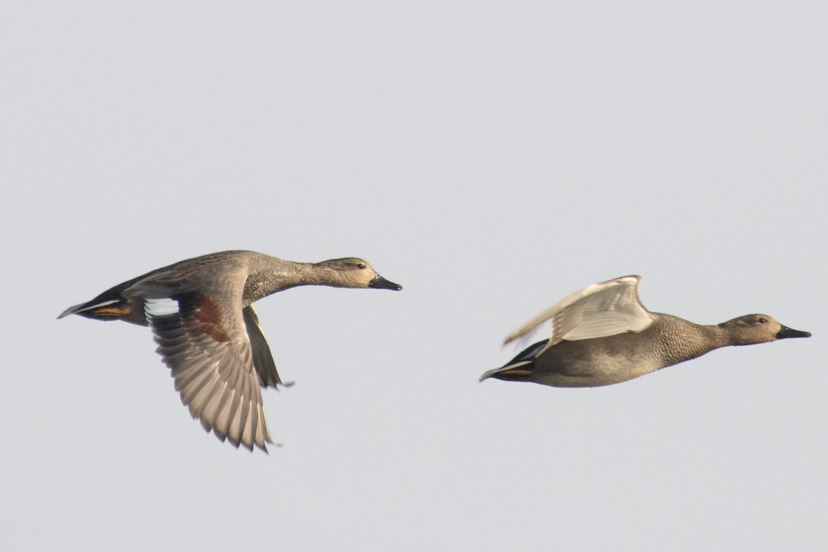 Gadwall - Suvadip Kundu