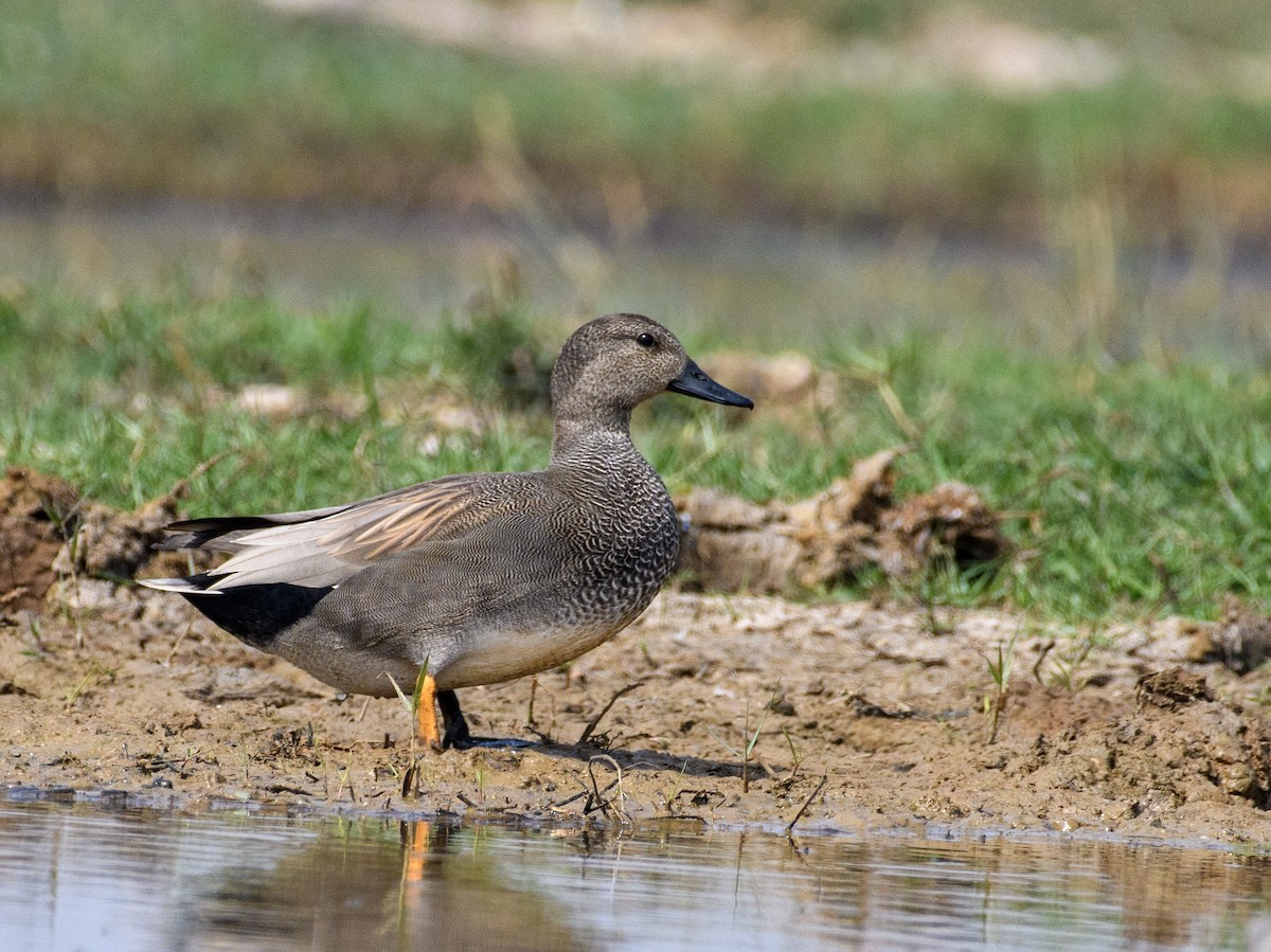 Gadwall - ML611427671