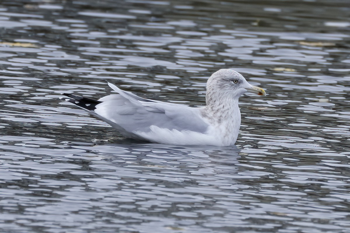 Herring Gull (American) - ML611427739