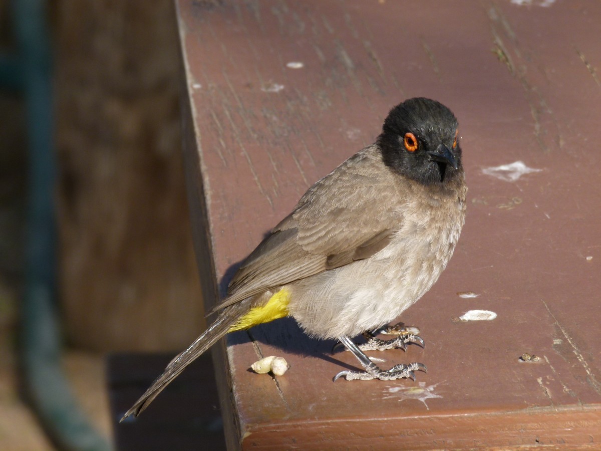 Black-fronted Bulbul - ML611427751