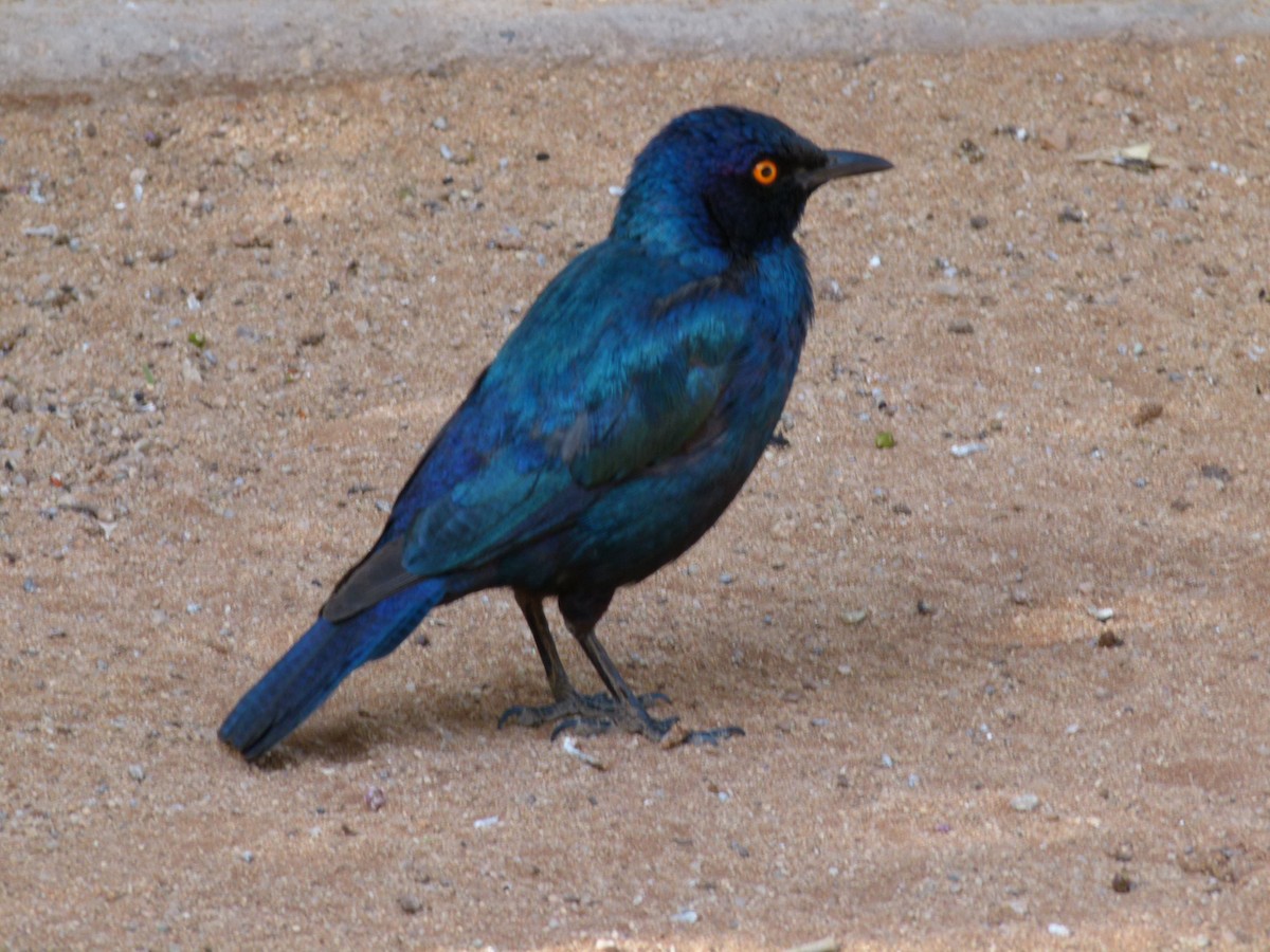 Cape Starling - ML611427784