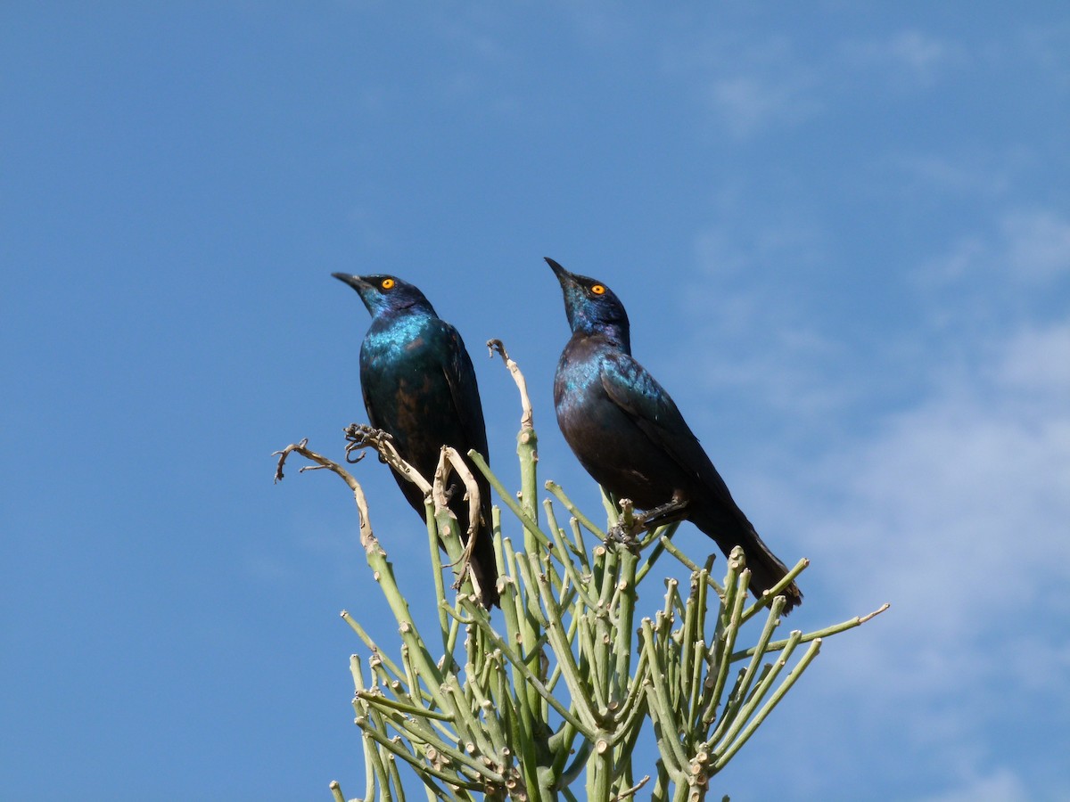 Cape Starling - ML611427786