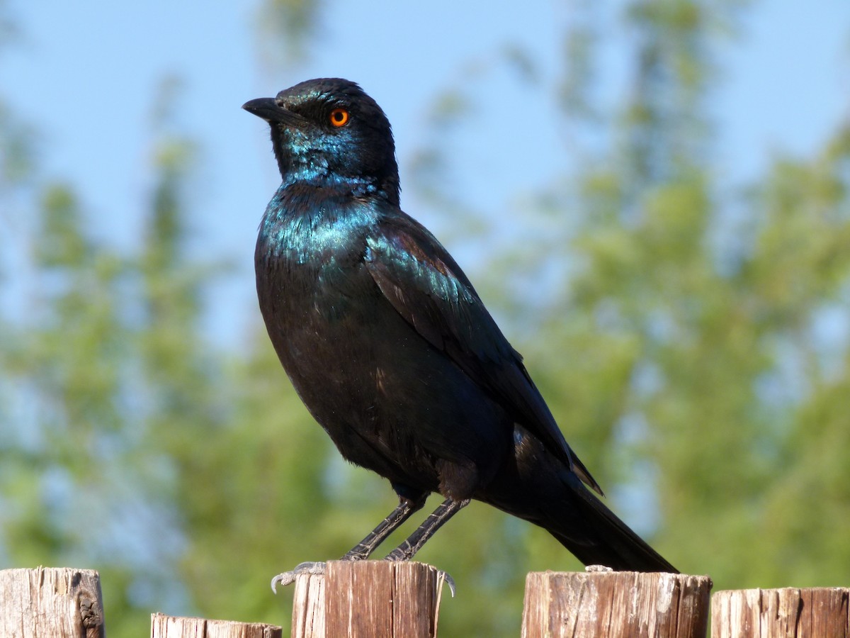 Cape Starling - ML611427787