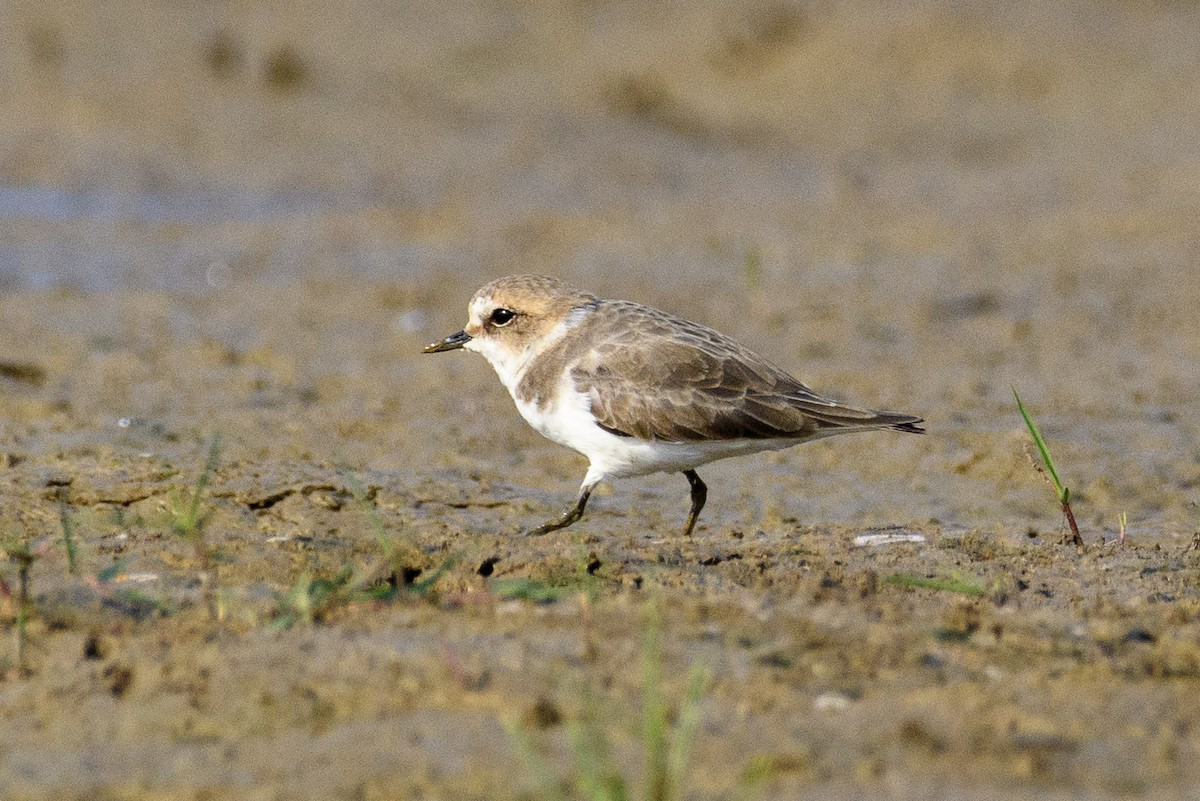 Kentish Plover - ML611427842