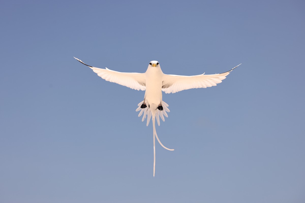 White-tailed Tropicbird - ML611427848