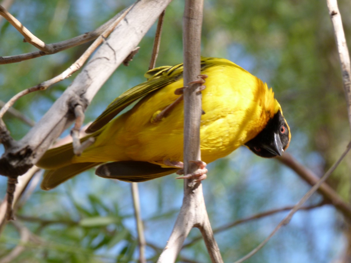 Southern Masked-Weaver - ML611427853