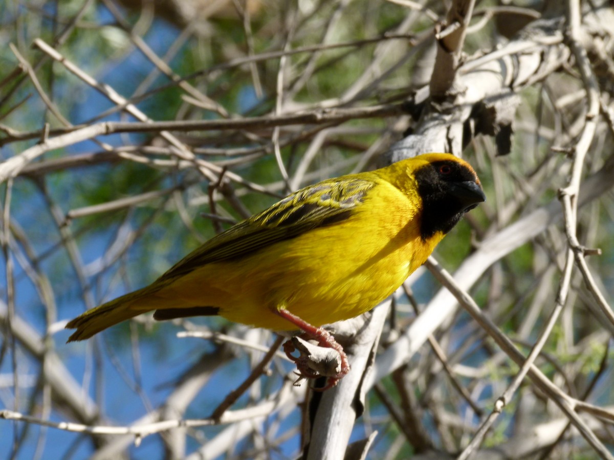 Southern Masked-Weaver - ML611427855