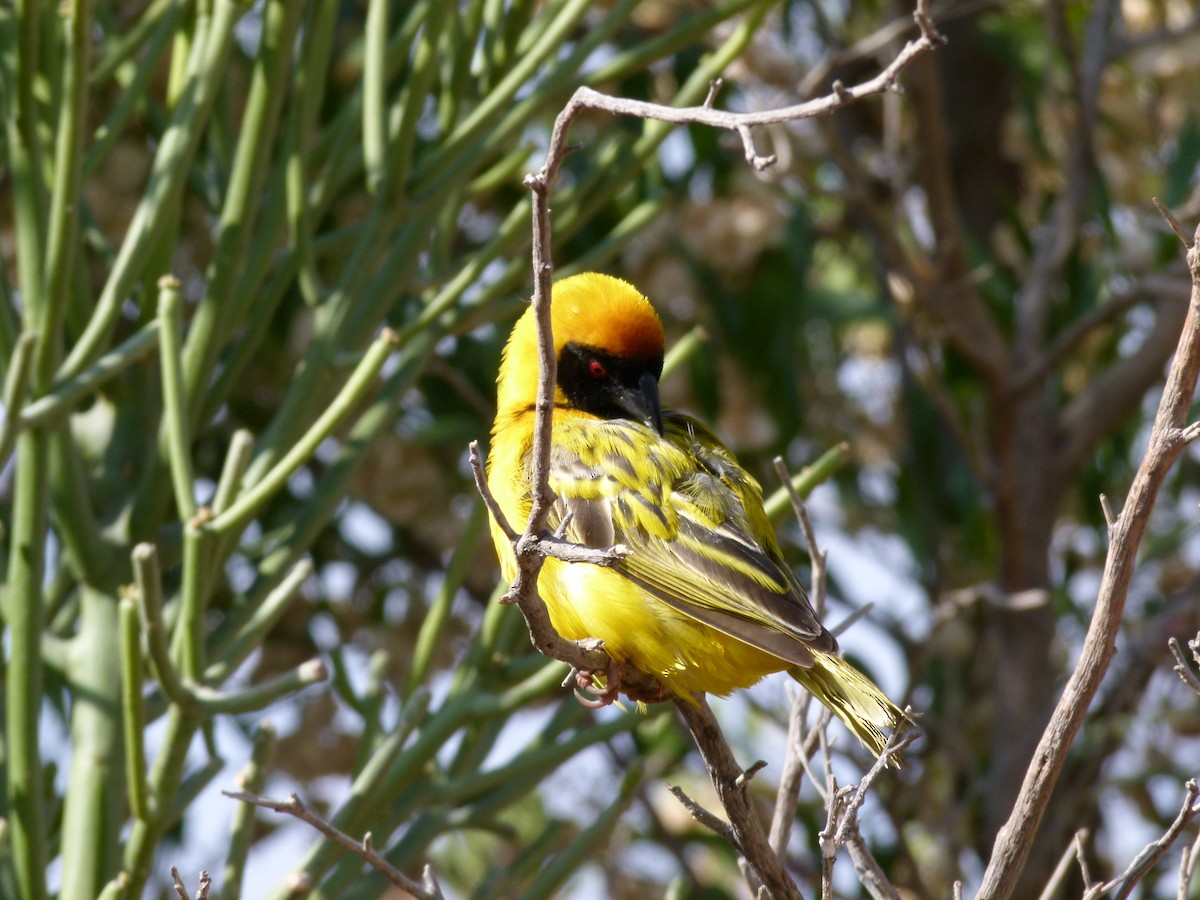 Southern Masked-Weaver - ML611427856