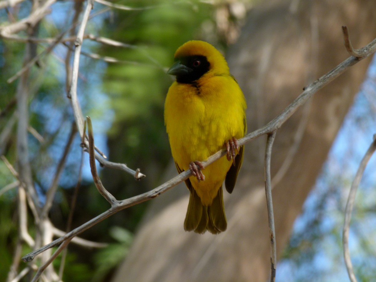 Southern Masked-Weaver - ML611427857