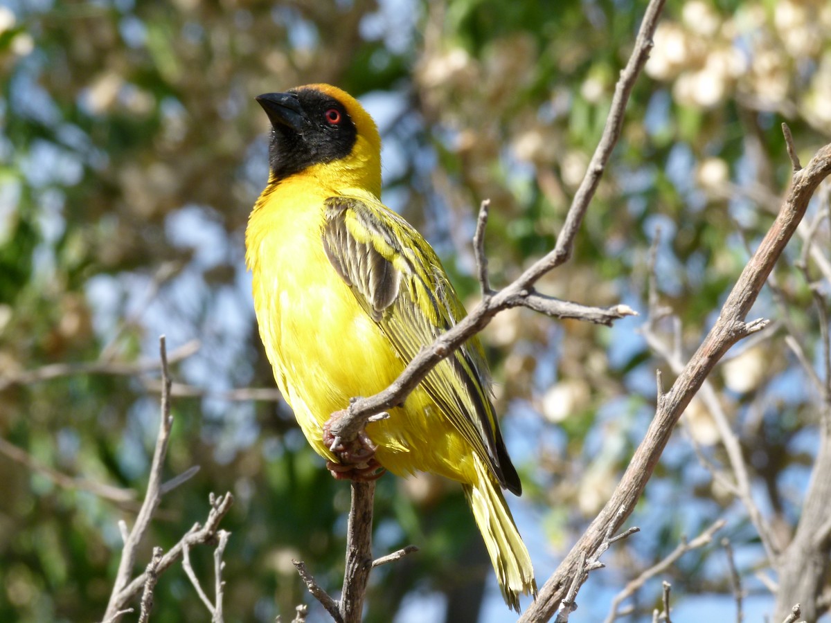 Southern Masked-Weaver - ML611427858