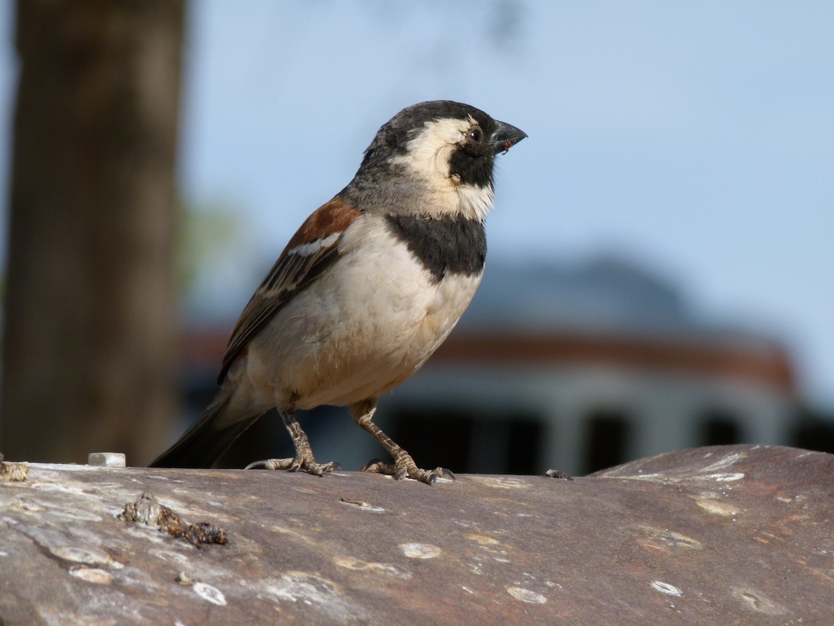 Cape Sparrow - ML611427891