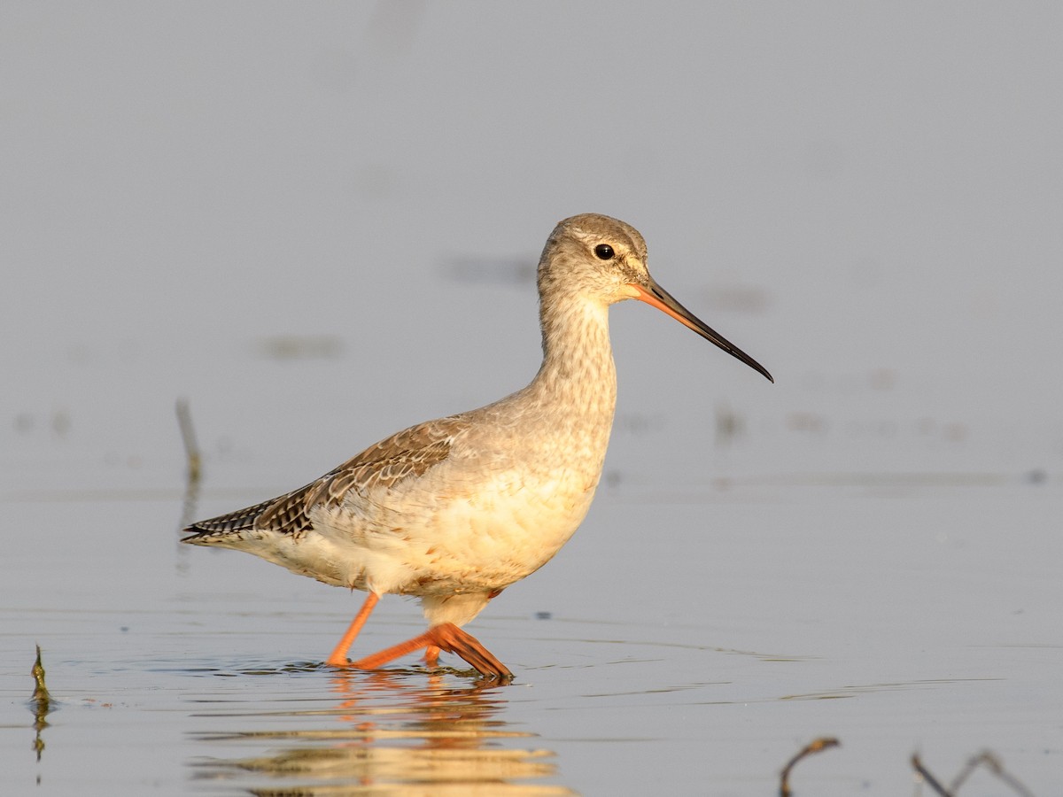 Spotted Redshank - ML611427898