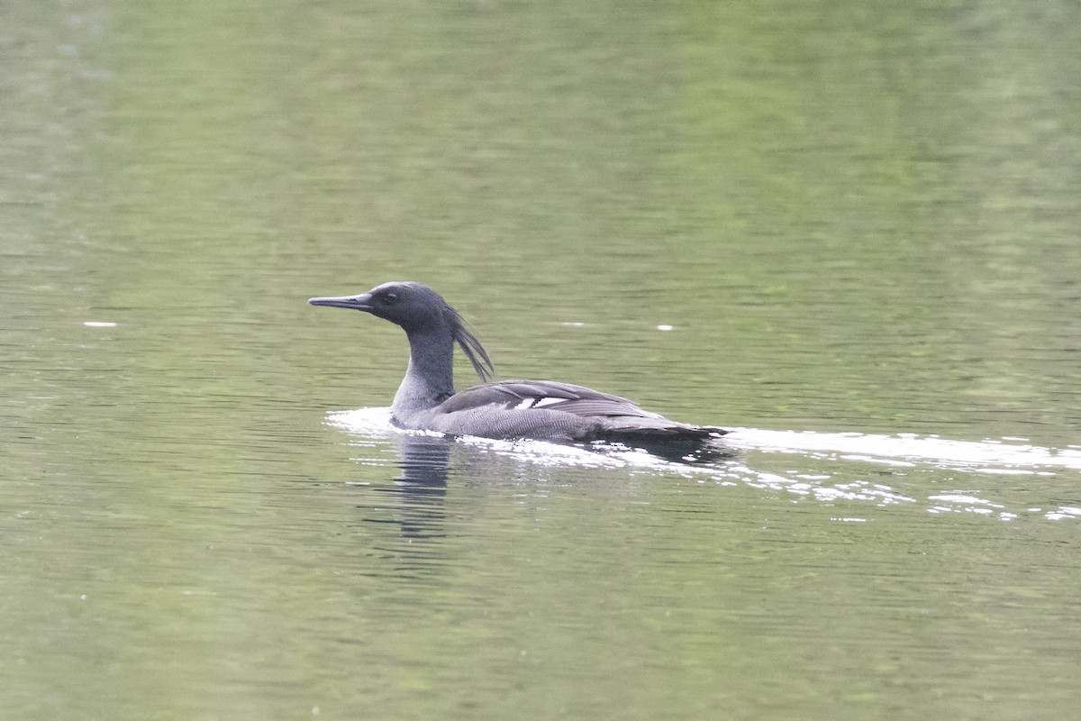 morčák brazilský - ML611427901