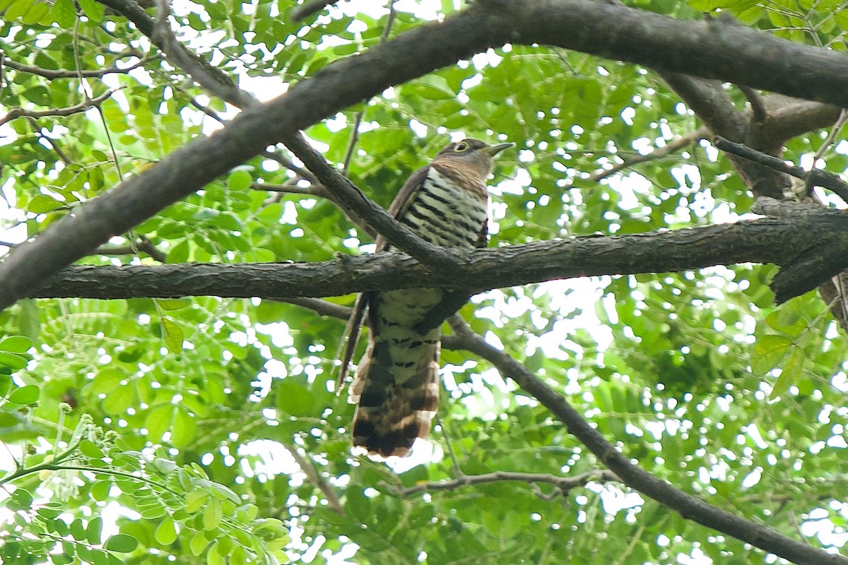 Indian Cuckoo - ML611427922