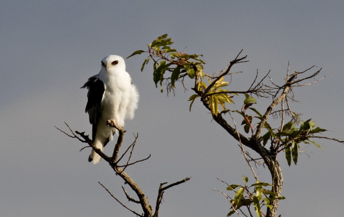 luněc americký - ML611427923