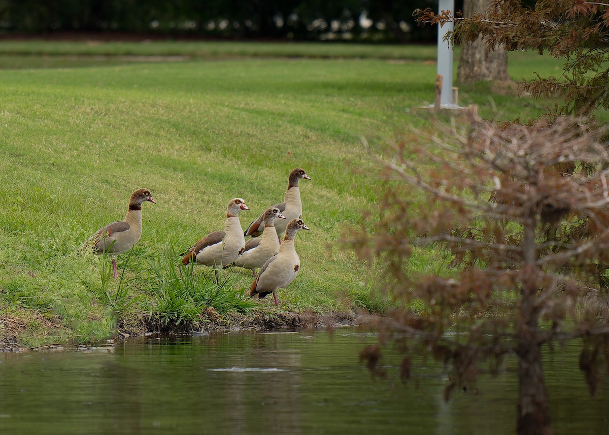 Egyptian Goose - KMJ Bird