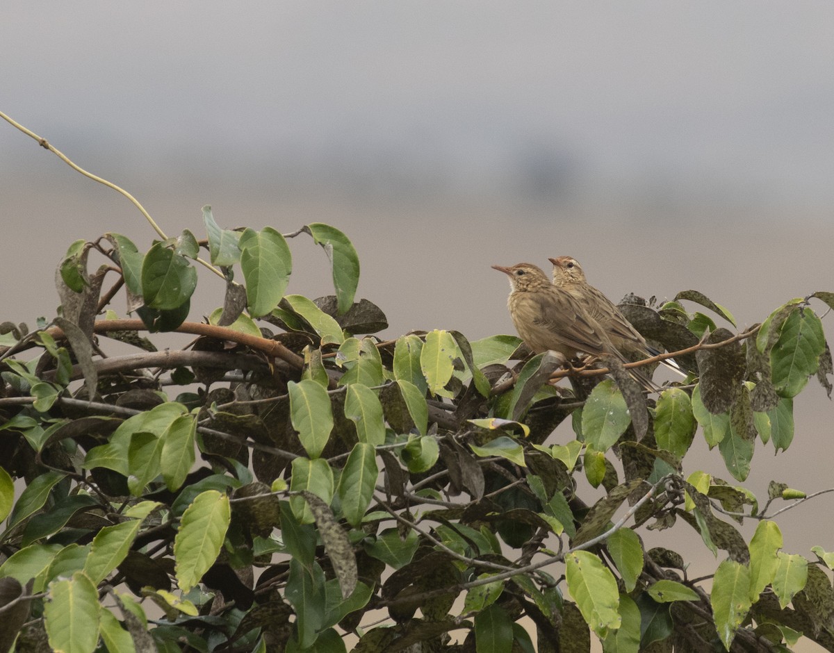 Firewood-gatherer - ML611428050