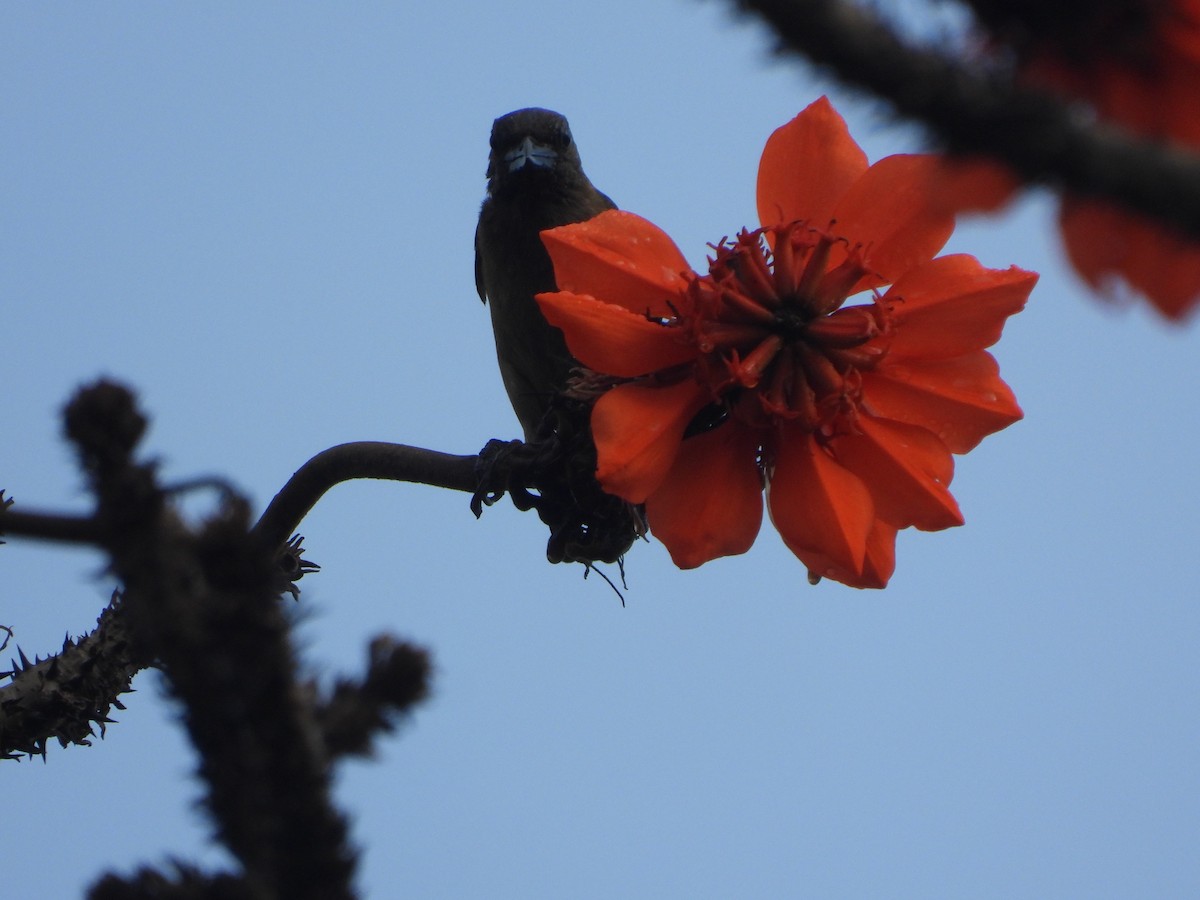 Green Barbet - ML611428075