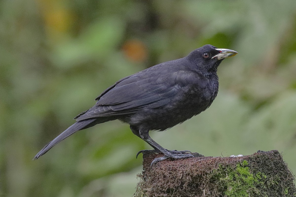 Giant Cowbird - ML611428130