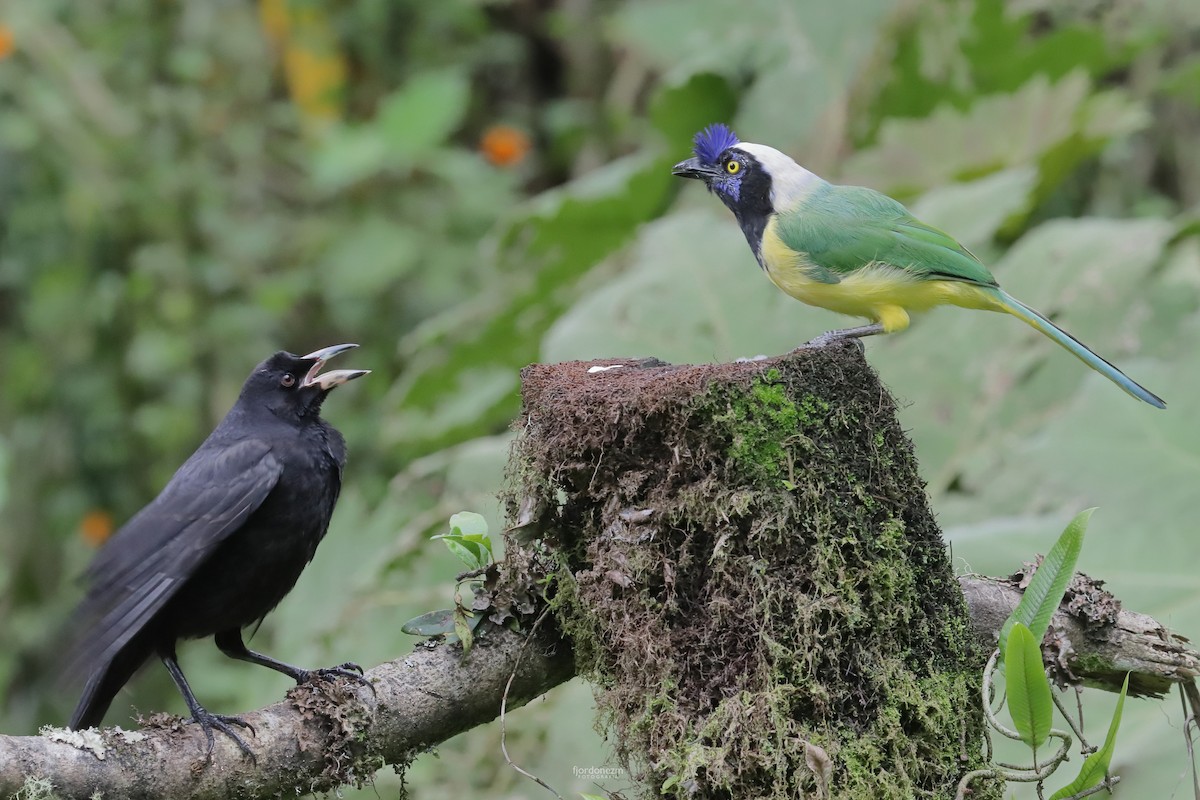 Giant Cowbird - ML611428163