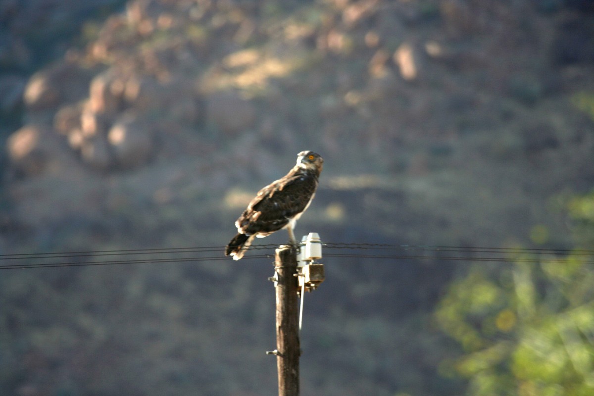 Black-chested Snake-Eagle - ML611428377