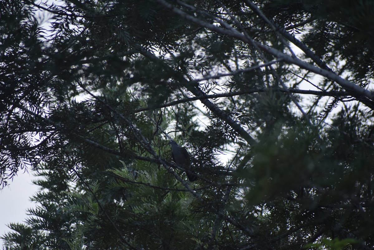 Nilgiri Wood-Pigeon - Krishnamoorthy Raju