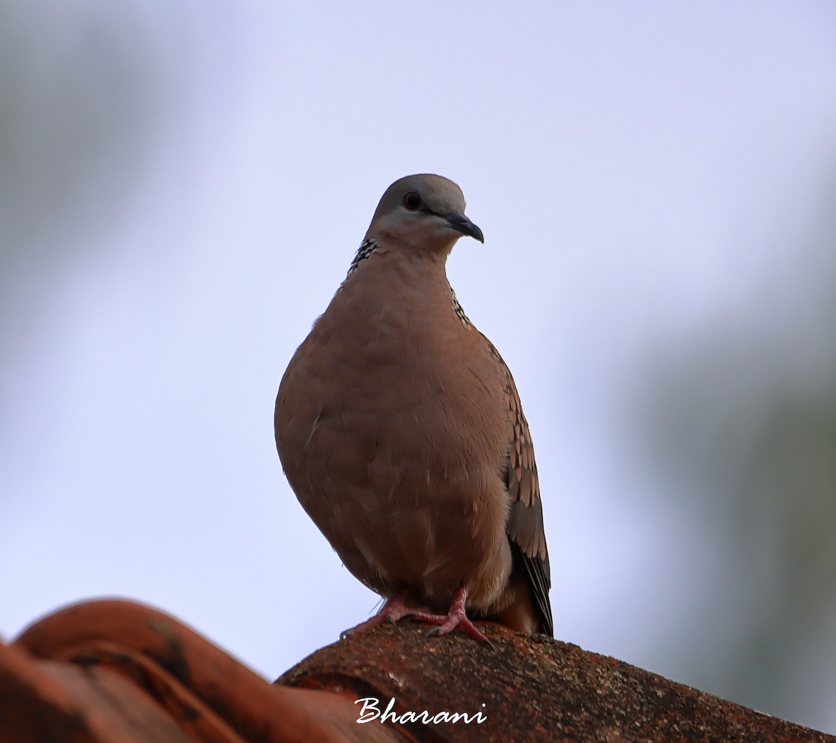Spotted Dove - ML611428633