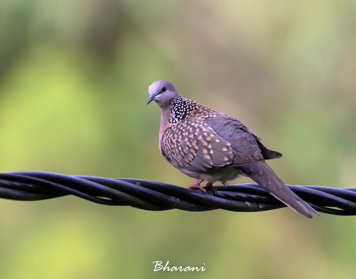 Spotted Dove - ML611428634