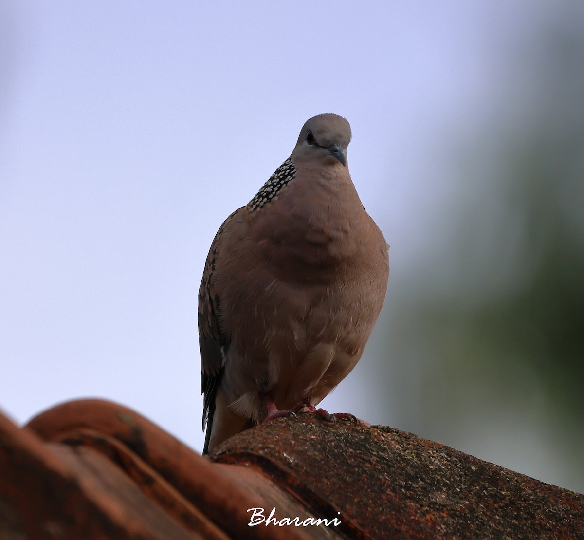Spotted Dove - ML611428635