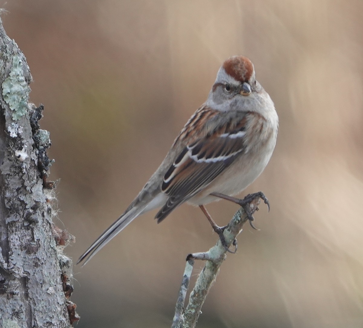 American Tree Sparrow - ML611428641