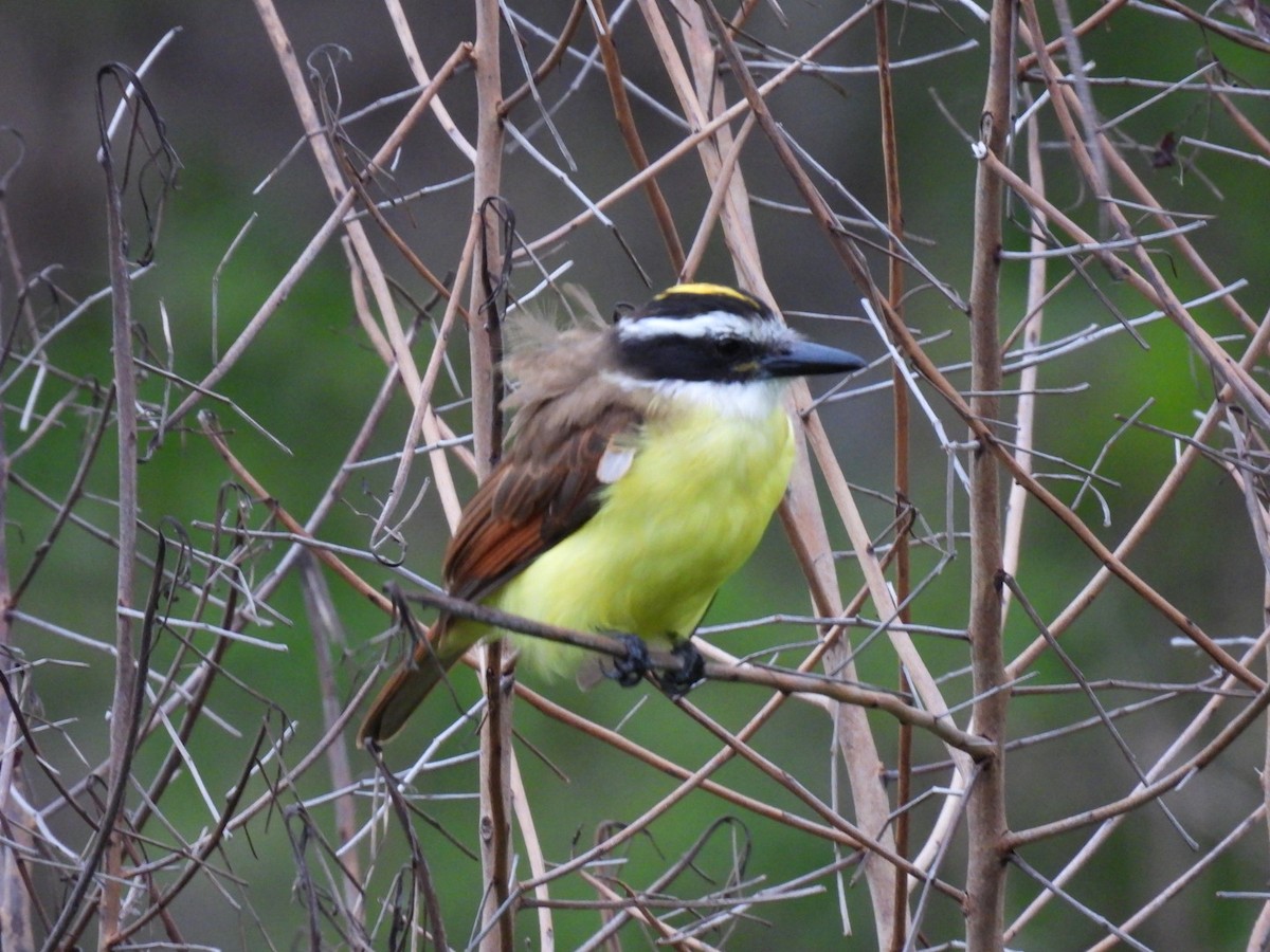 Great Kiskadee - ML611428653