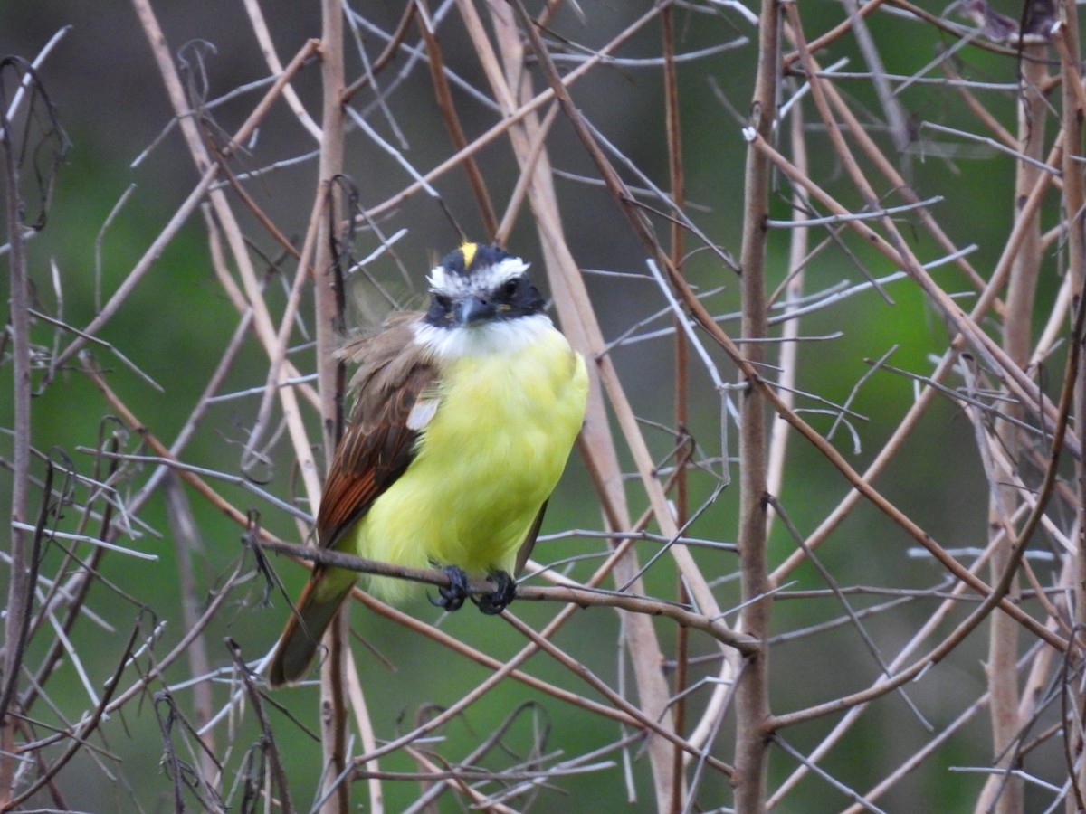 Great Kiskadee - ML611428654