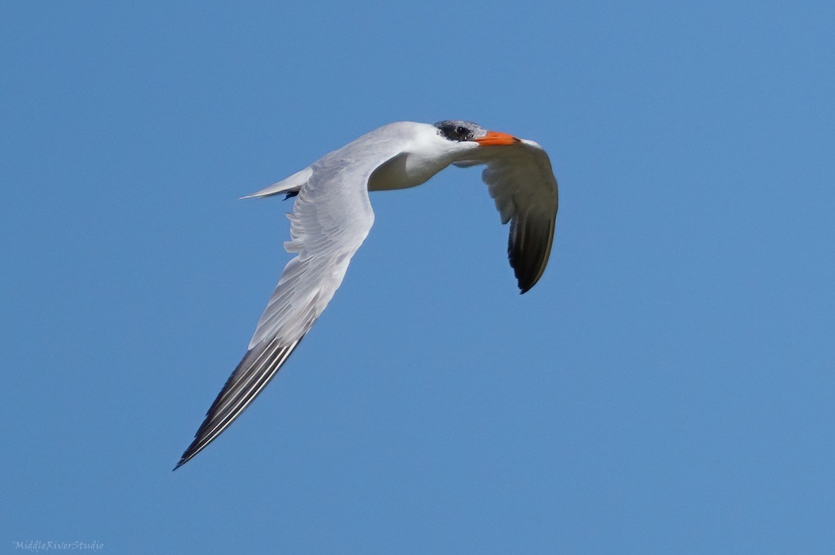 Caspian Tern - ML611428674