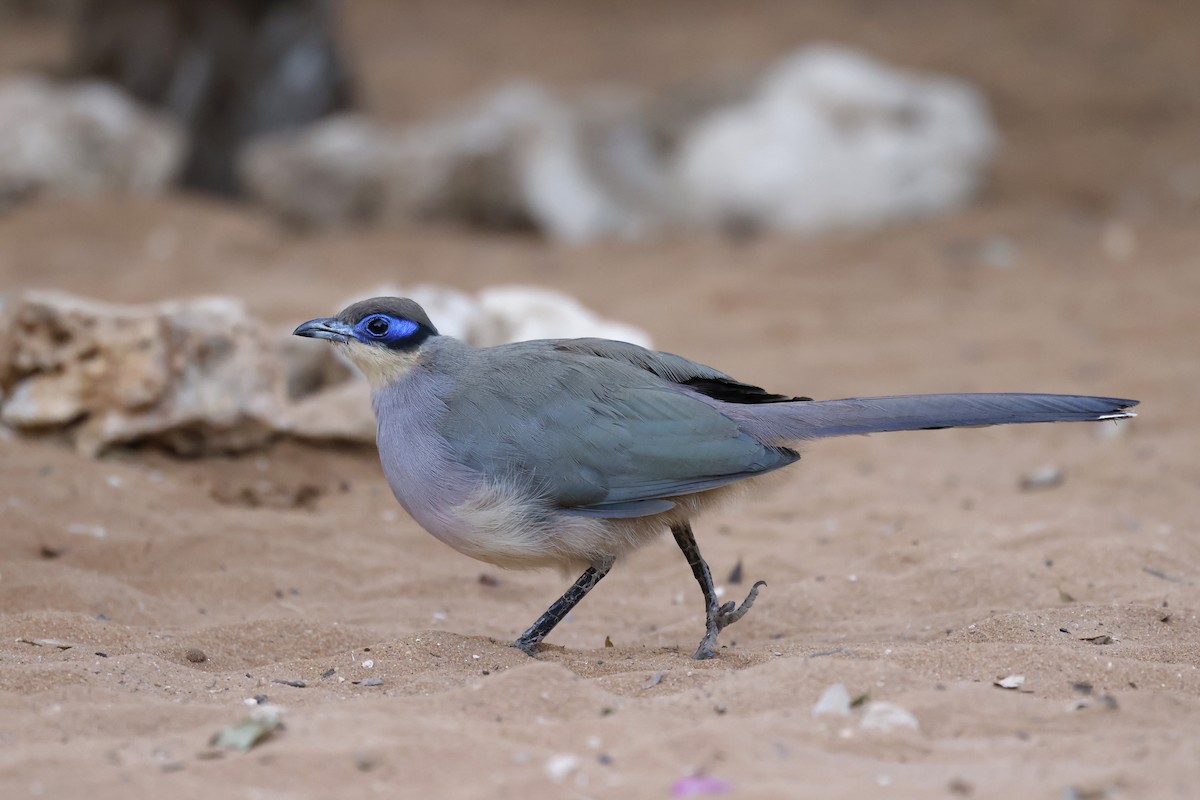 Red-capped Coua (Green-capped) - ML611428678