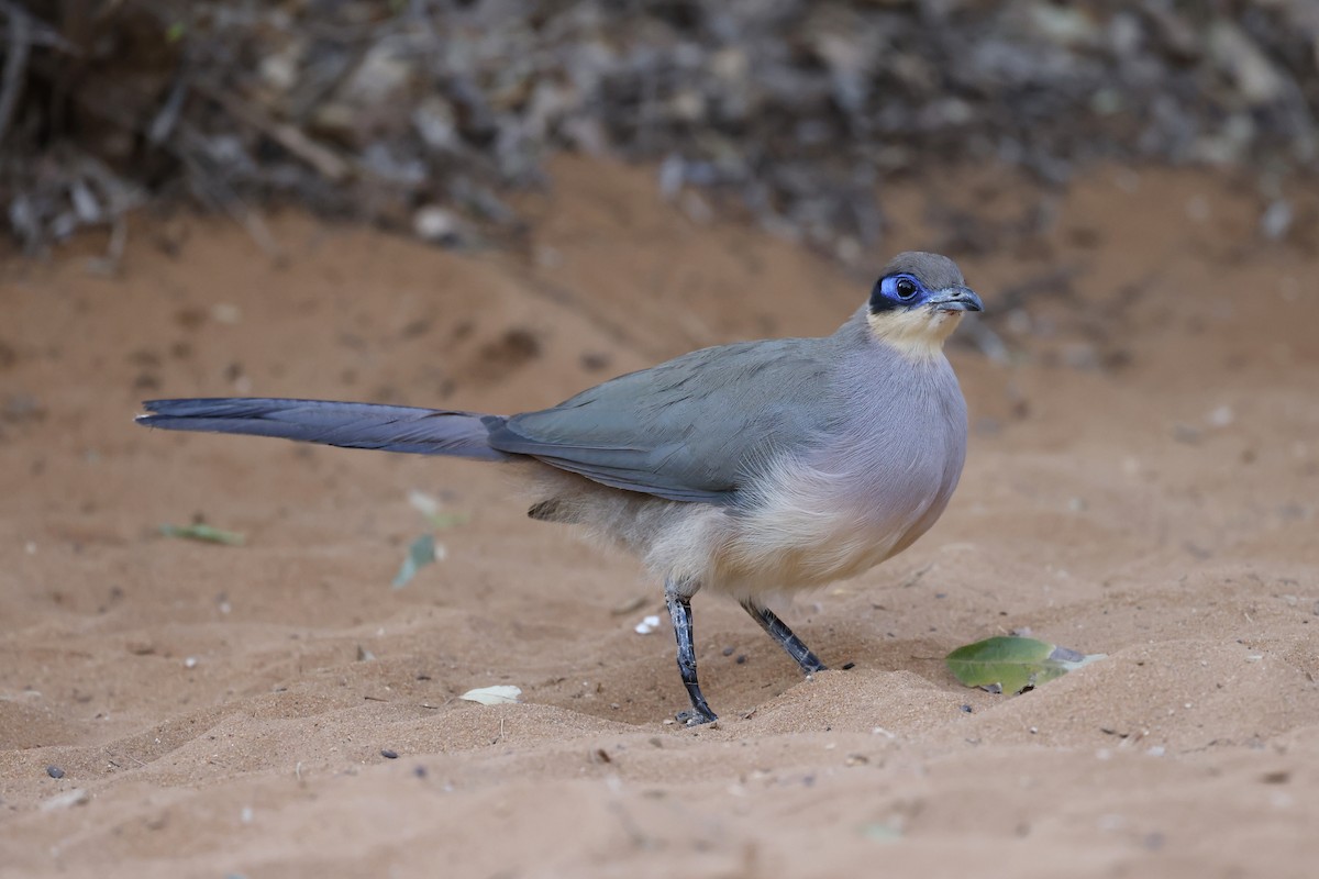 Red-capped Coua (Green-capped) - ML611428680