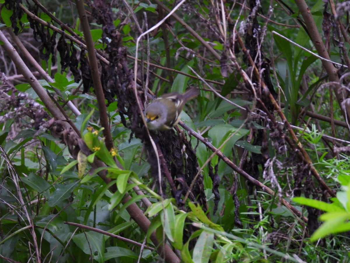 White-eyed Vireo - ML611428684