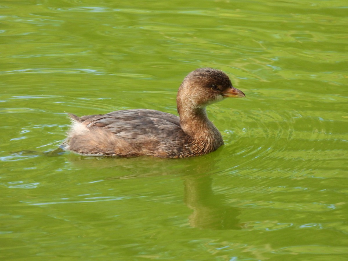 Pied-billed Grebe - Derek Etherton