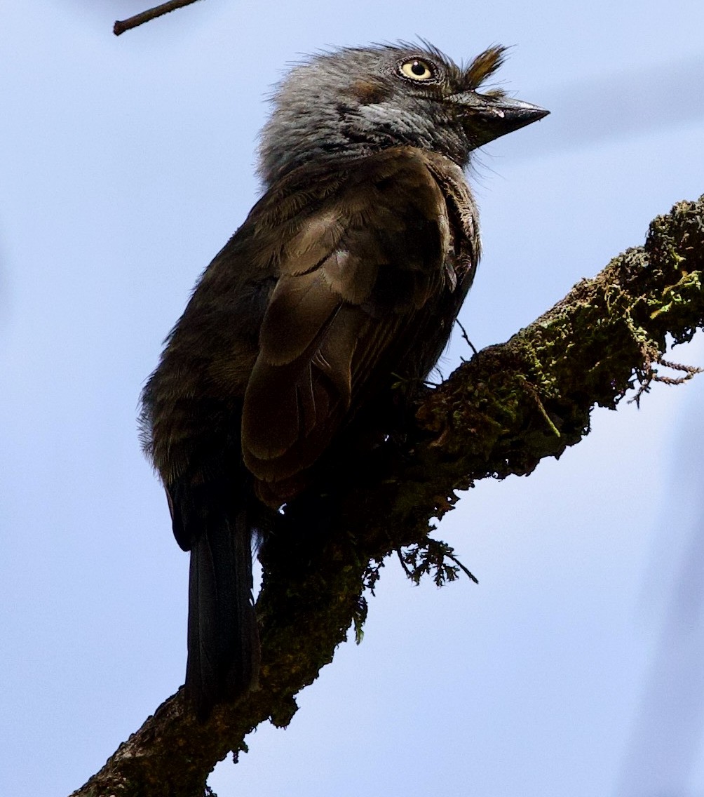 Gray-throated Barbet - ML611428739