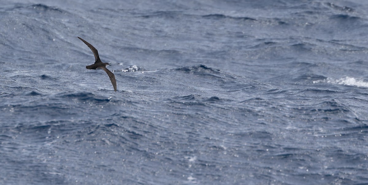 Boyd's Shearwater - ML611428762