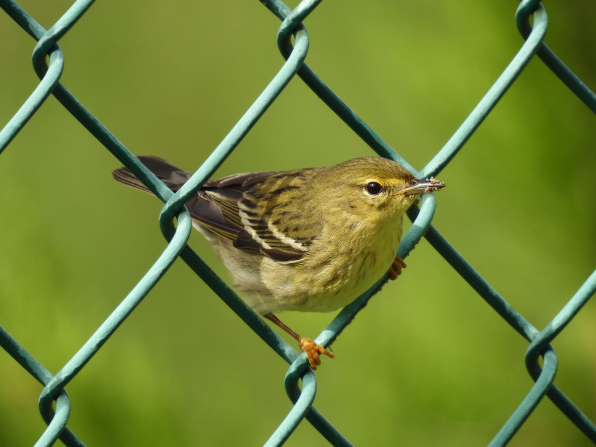 Blackpoll Warbler - Derek Etherton