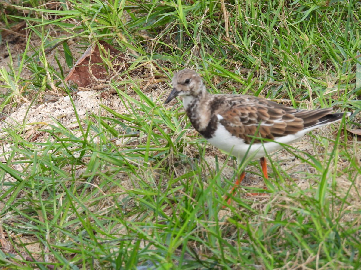 Ruddy Turnstone - Derek Etherton