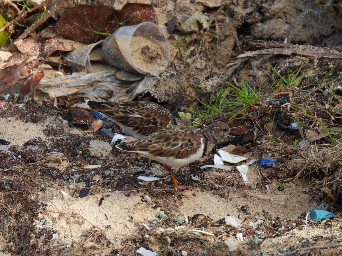 Ruddy Turnstone - ML611428800