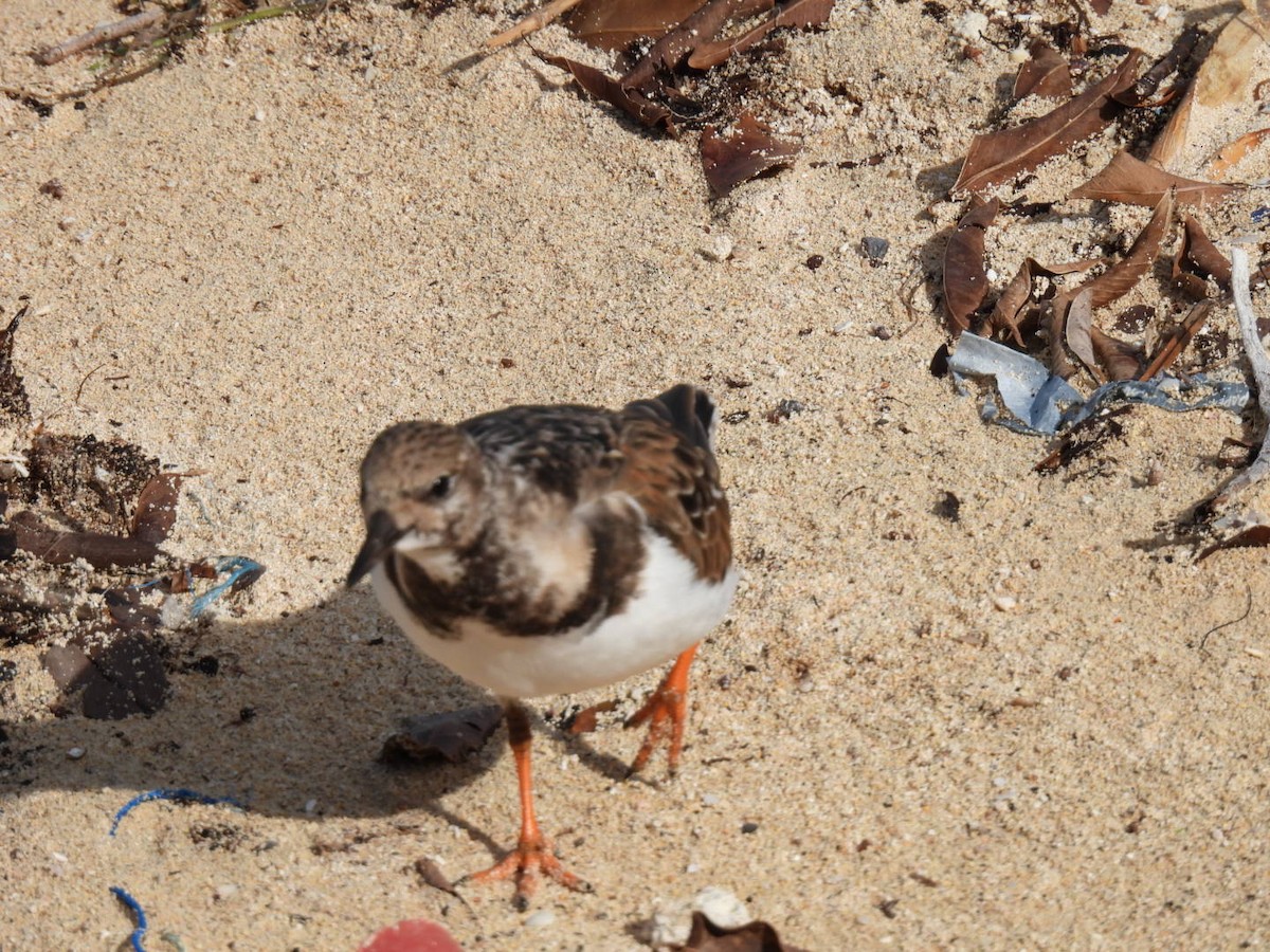 Ruddy Turnstone - Derek Etherton