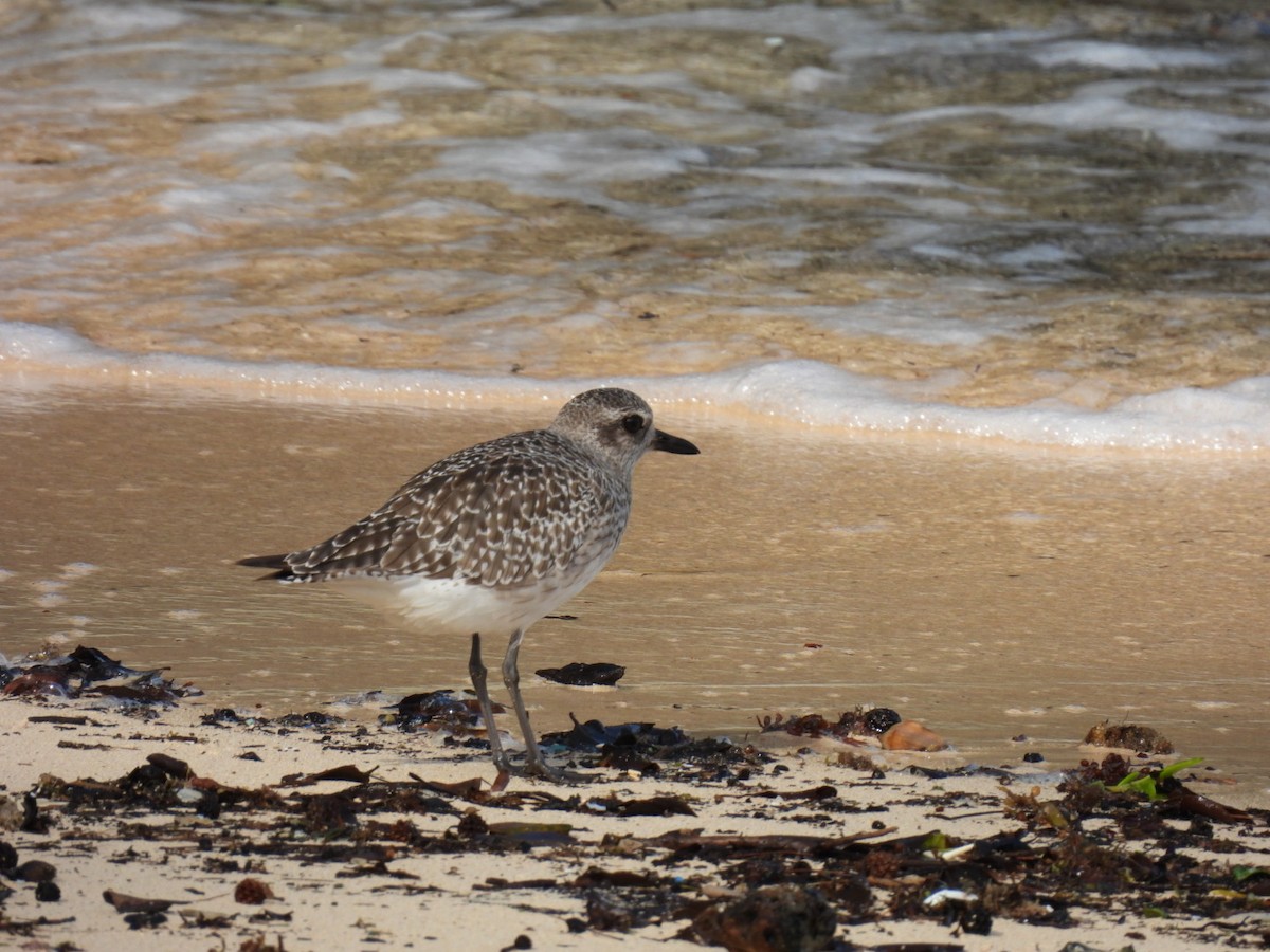 Black-bellied Plover - ML611428810